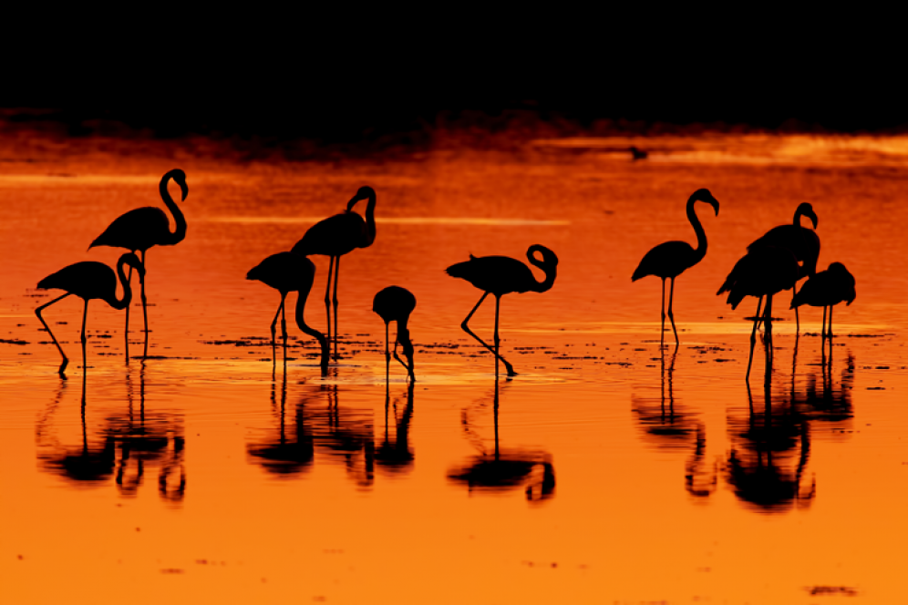 Sunset de Flamingos (Phoenicopterus roseus) | Autor: Artur Bernardes Alves